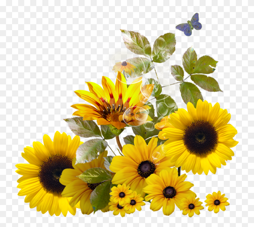 743x693 Pin By Trisna On Sunflower Transparent Background Sunflower Border, Plant, Flower, Blossom HD PNG Download