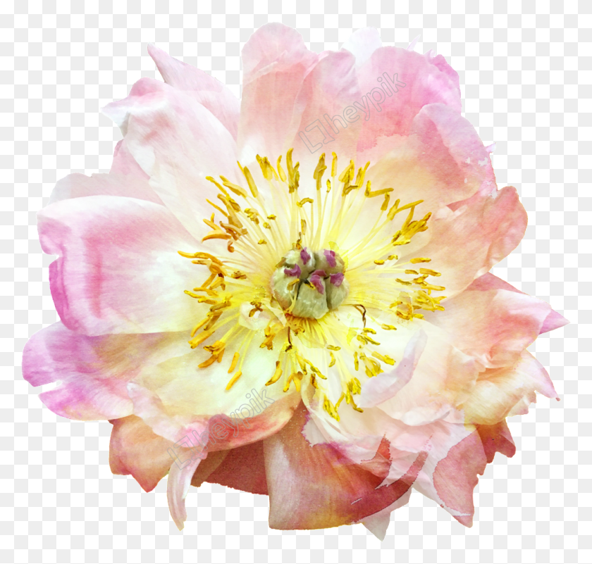 1024x973 Pin Common Peony, Plant, Pollen, Flower HD PNG Download