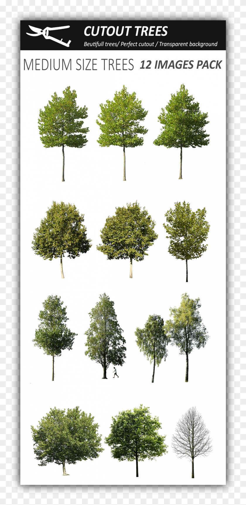 1111x2368 Pin Do Cutout Trees Em Photoshop Vegetation Tree Cutout Pack, Plant, Oak, Tree Trunk HD PNG Download