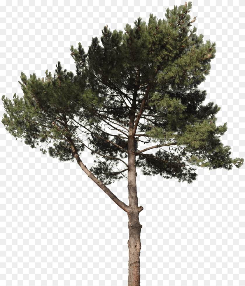 1022x1194 Pine 18 Texture Pine Tree Cut Out, Conifer, Plant, Tree Trunk, Fir Sticker PNG