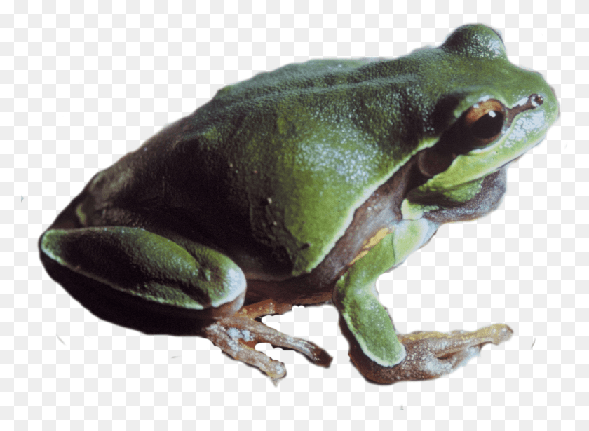 2220x1582 Pine Barrens Tree Frog, Amphibian, Wildlife, Animal HD PNG Download