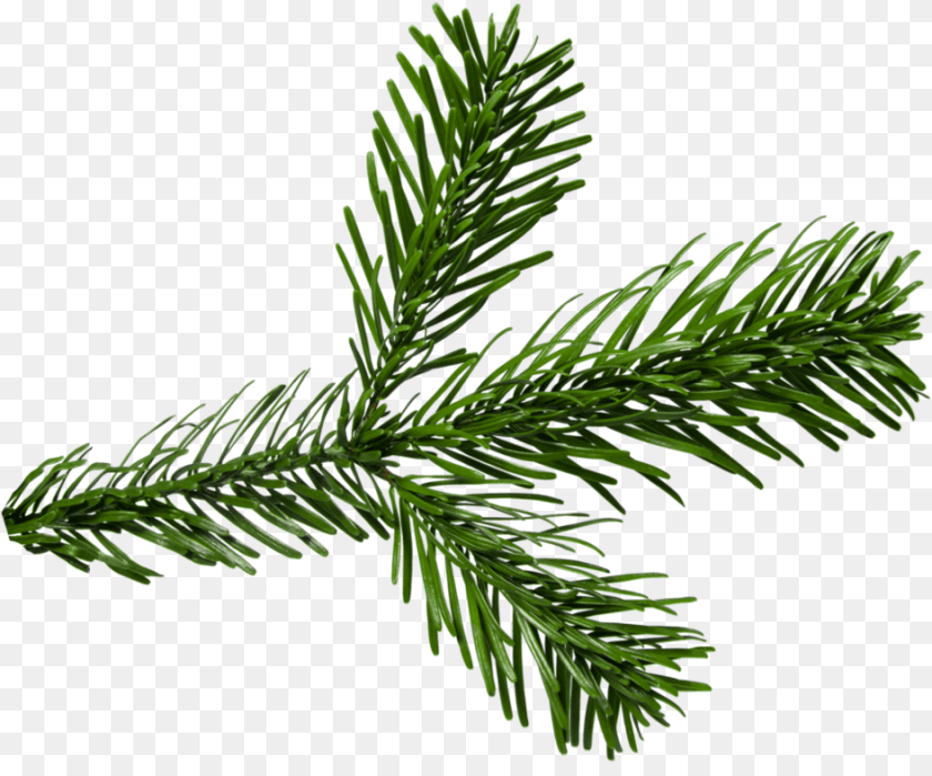 944x786 Pine Branch Portable Network Graphics, Conifer, Fir, Plant, Tree PNG