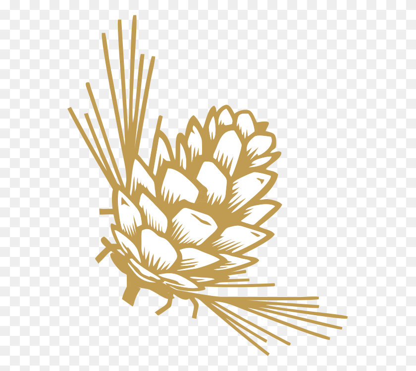 567x691 Pine Cone, Plant, Graphics HD PNG Download