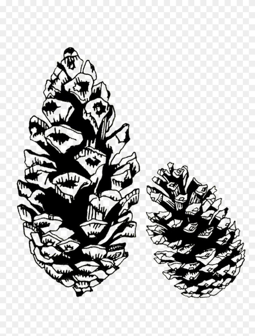 783x1053 Pine Cone, Ornament, Tree, Plant HD PNG Download