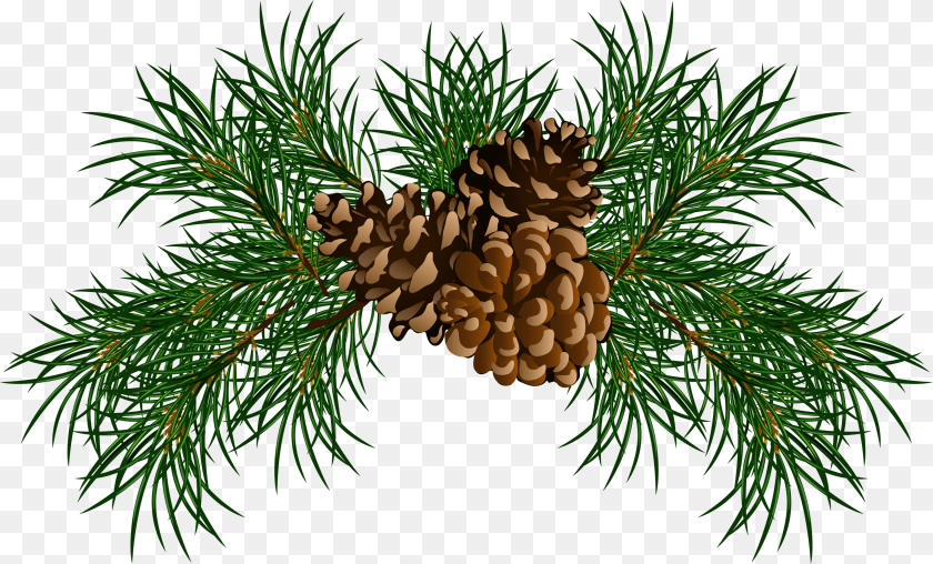 3504x2117 Pine Cone, Conifer, Fir, Plant, Tree Transparent PNG