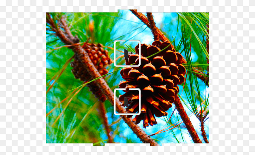 539x450 Pine Cone 2 Momentary Western Yellow Pine, Tree, Plant, Conifer HD PNG Download
