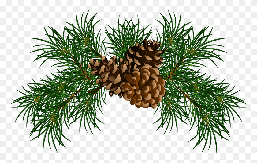 3504x2117 Pine Cone Christmas Pine Cone, Tree, Plant, Conifer HD PNG Download