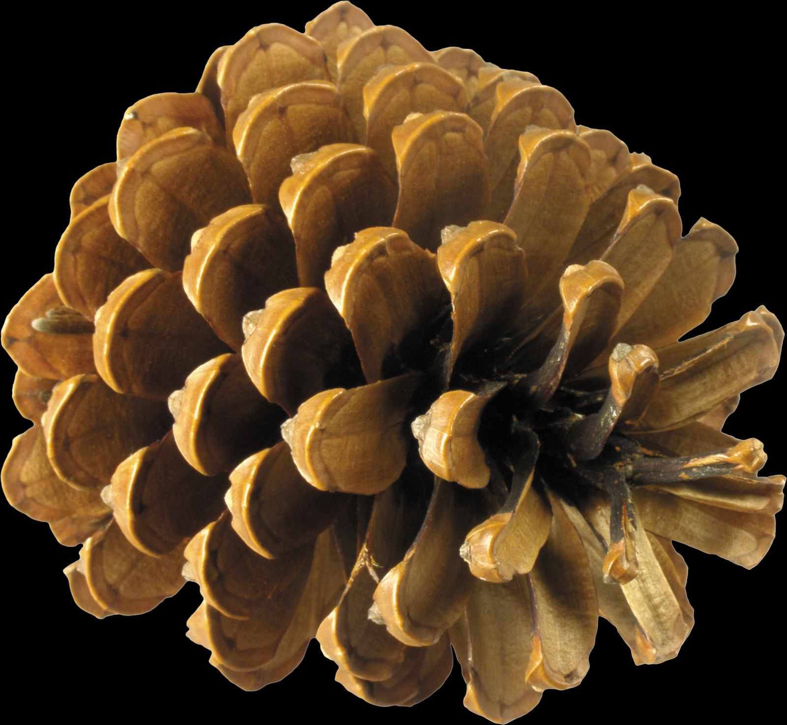 1600x1474 Pine Cone Free Pngs Shishka, Fungus, Plant HD PNG Download