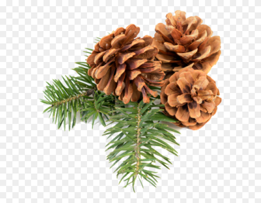 591x595 Pine Cone Icon Free Christmas Pine Cone, Tree, Plant, Conifer HD PNG Download