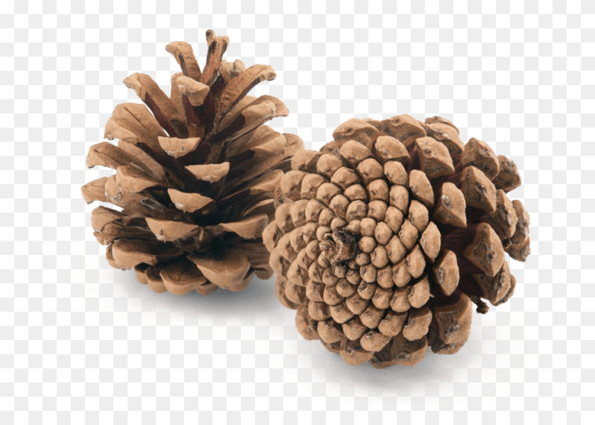 953x660 Pine Cone Image Background Pinecone Hygrometer, Plant, Vegetable, Food HD PNG Download