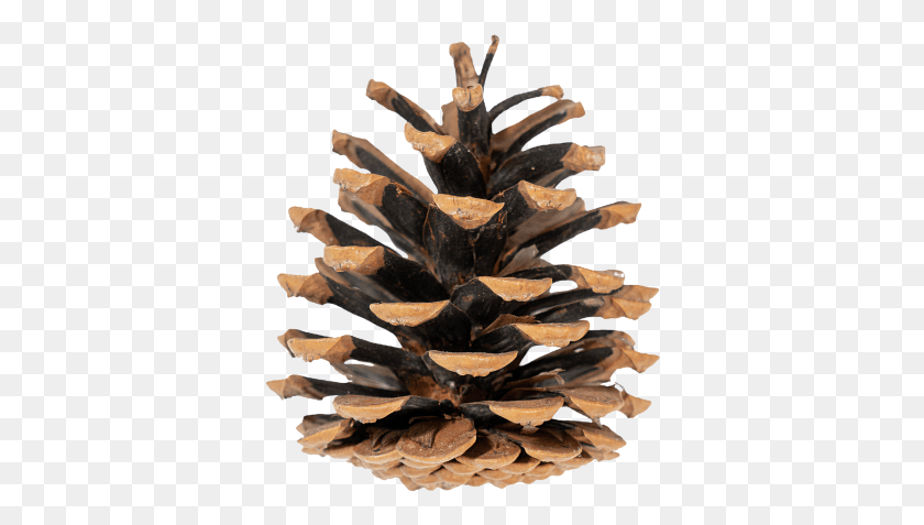 Pine Cone Kozalak, Plant, Tree, Wood HD PNG Download