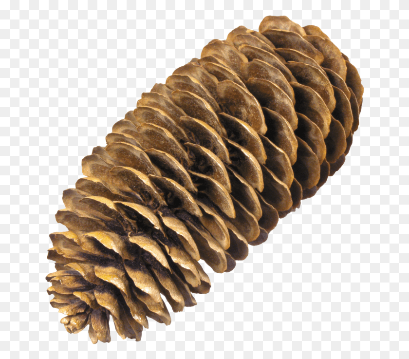 658x677 Pine Cone Pine Cone No Background, Fungus, Coil, Spiral HD PNG Download