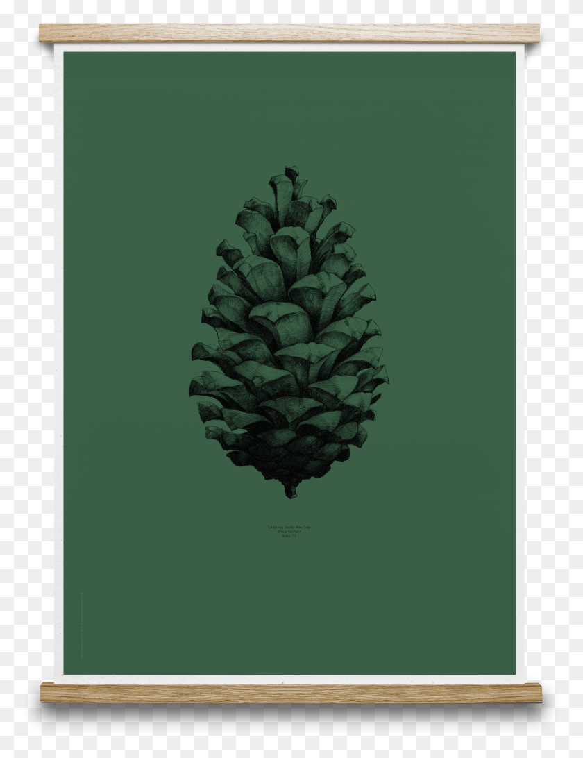 2772x3671 Pine Cone Pine Cone Print HD PNG Download