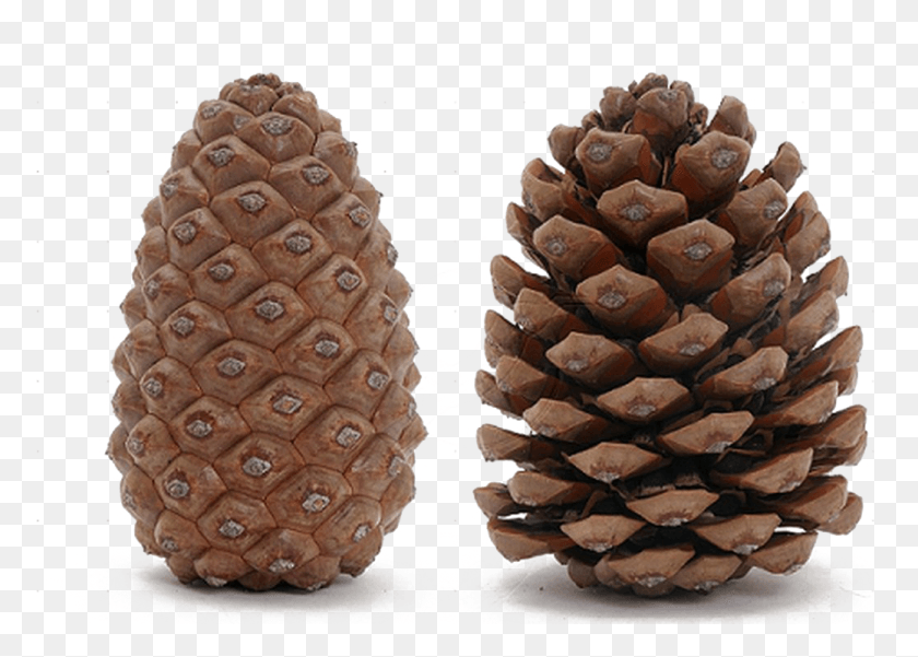 1039x721 Pine Cone Transparent Image Pine Cone Meaning, Plant, Tree, Wedding Cake HD PNG Download