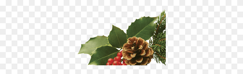 307x196 Pine Cone Tree, Plant, Conifer, Larch HD PNG Download