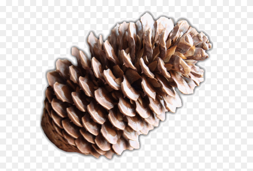 577x508 Pine Cones, Plant, Fungus, Seed HD PNG Download