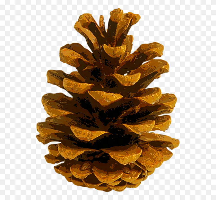 561x720 Pine Cones Conifer Cone, Plant, Tree, Fir HD PNG Download