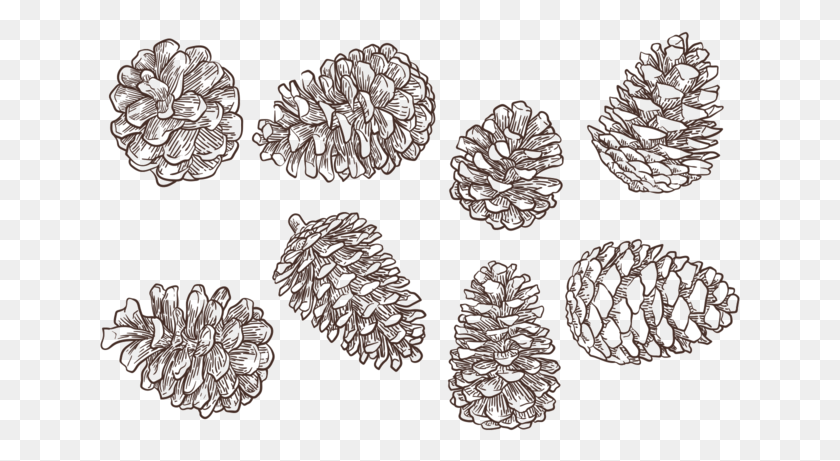 643x401 Pine Cones Pine Cone Vector, Accessories, Accessory, Jewelry HD PNG Download