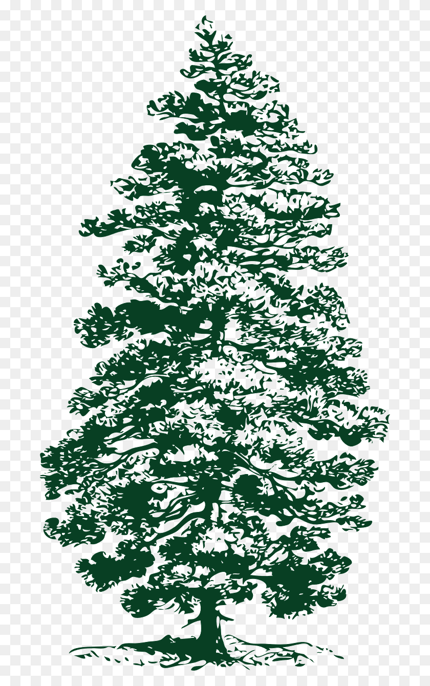 684x1280 Pine Drawing Conifer Tree Part Of Pine Tree, Plant, Fir, Abies HD PNG Download