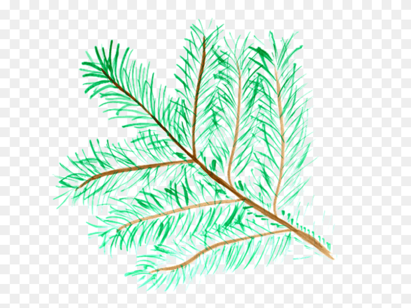 796x581 Pine Needle Protein Pond Pine, Leaf, Plant, Fern HD PNG Download