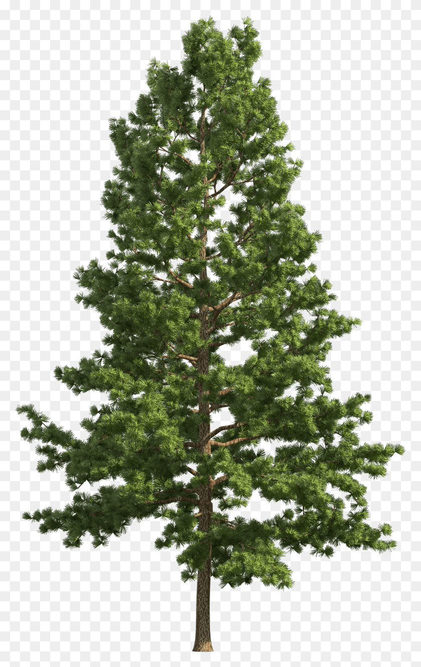 1678x2735 Pine Realistic Tree Clip Art Pine Tree Free HD PNG Download