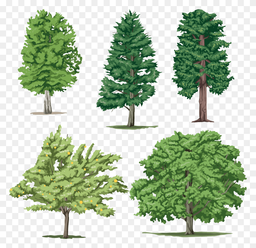 2242x2172 Pine Tree, Tree, Plant, Pine HD PNG Download