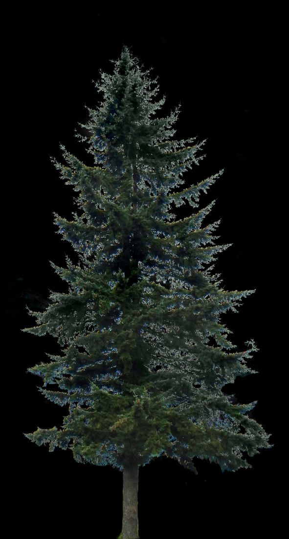 591x1100 Pine Tree Big Christmas Tree, Tree, Ornament, Plant HD PNG Download