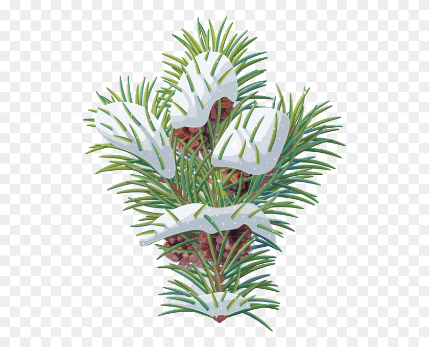 517x619 Pine Tree Branch Pine, Plant, Flower, Blossom HD PNG Download