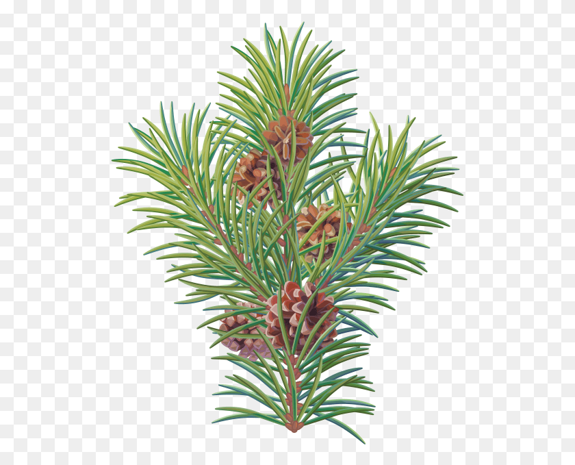 517x619 Pine Tree Branch Shortleaf Black Spruce, Tree, Plant, Conifer HD PNG Download