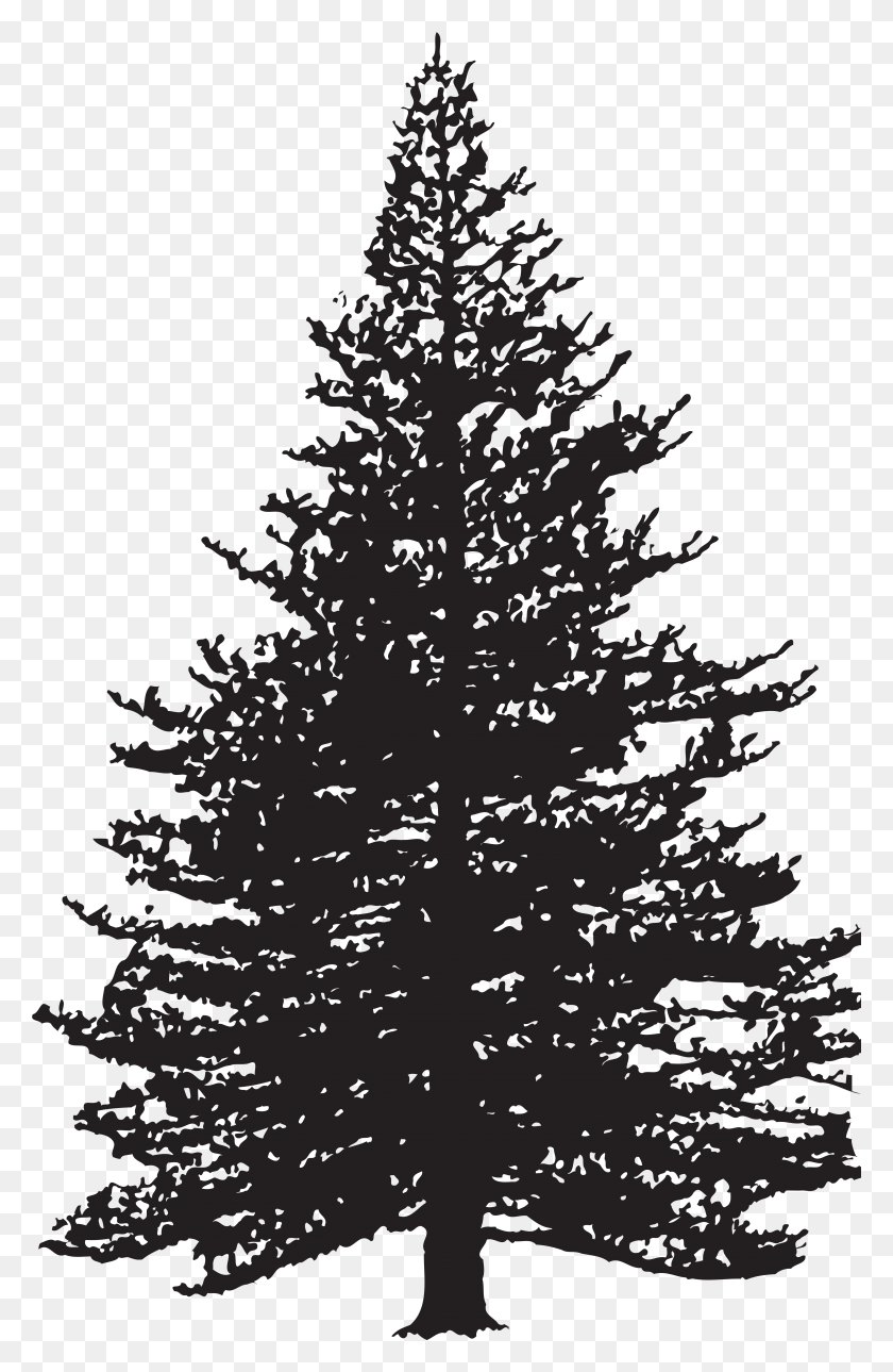 4991x7869 Pine Tree Silhouette Clip Art Image Pine Tree Silhouette, Tree, Plant, Fir HD PNG Download