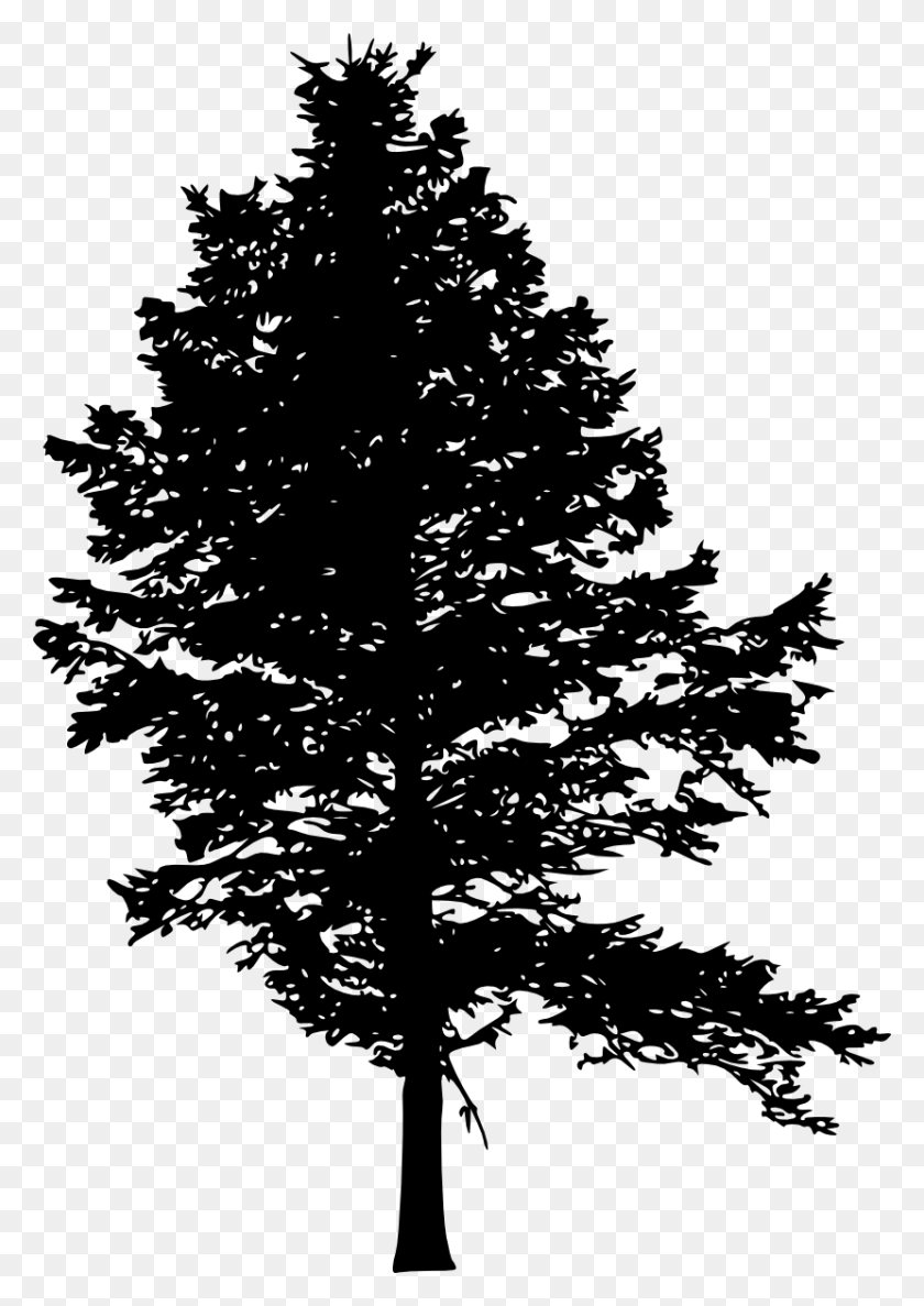 830x1200 Pine Tree Silhouette Transparent Vol Pine Tree Silhouet, Tree, Plant, Fir HD PNG Download
