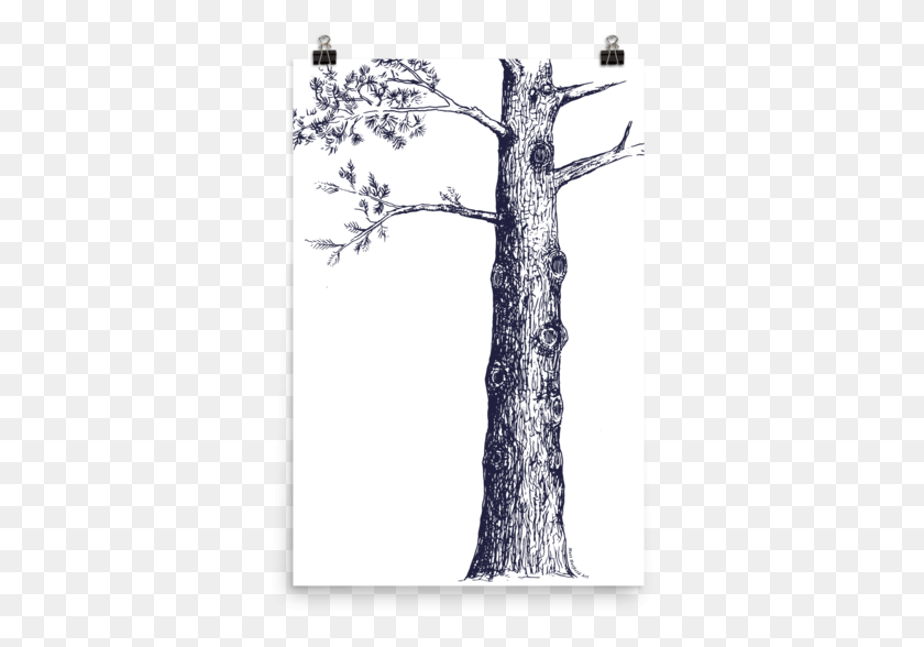 351x528 Эскиз Сосны, Дерево, Растение, Крест Hd Png Скачать