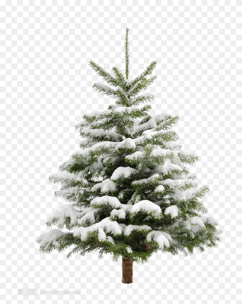 729x993 Pine Tree Snow Christmas Fir Trees Transprent Clip, Tree, Plant, Christmas Tree HD PNG Download