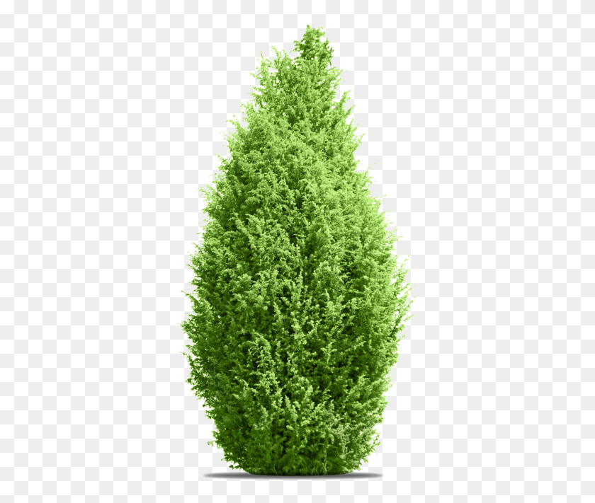 344x651 Pine Tree Tree, Plant, Green, Conifer HD PNG Download