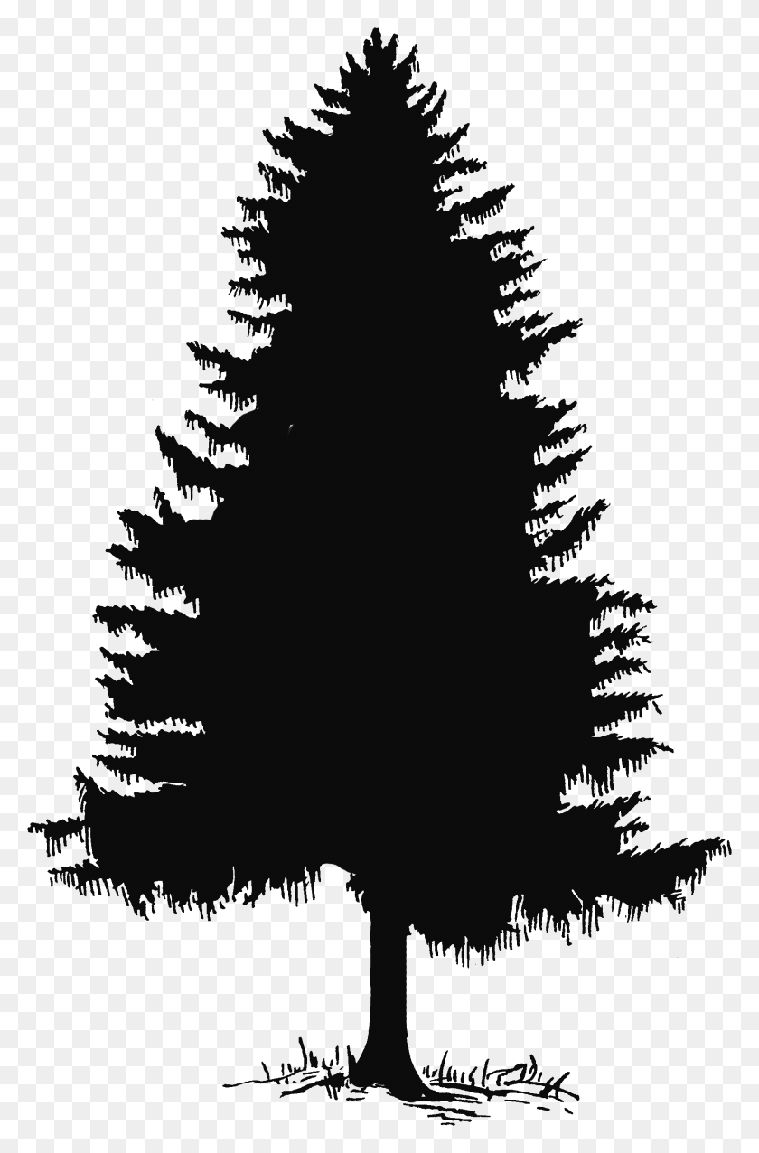 1668x2601 Pine Tree Tree Silhouette And Clip Art On 2 Pine Tree Silhouette, Tree, Plant, Christmas Tree HD PNG Download