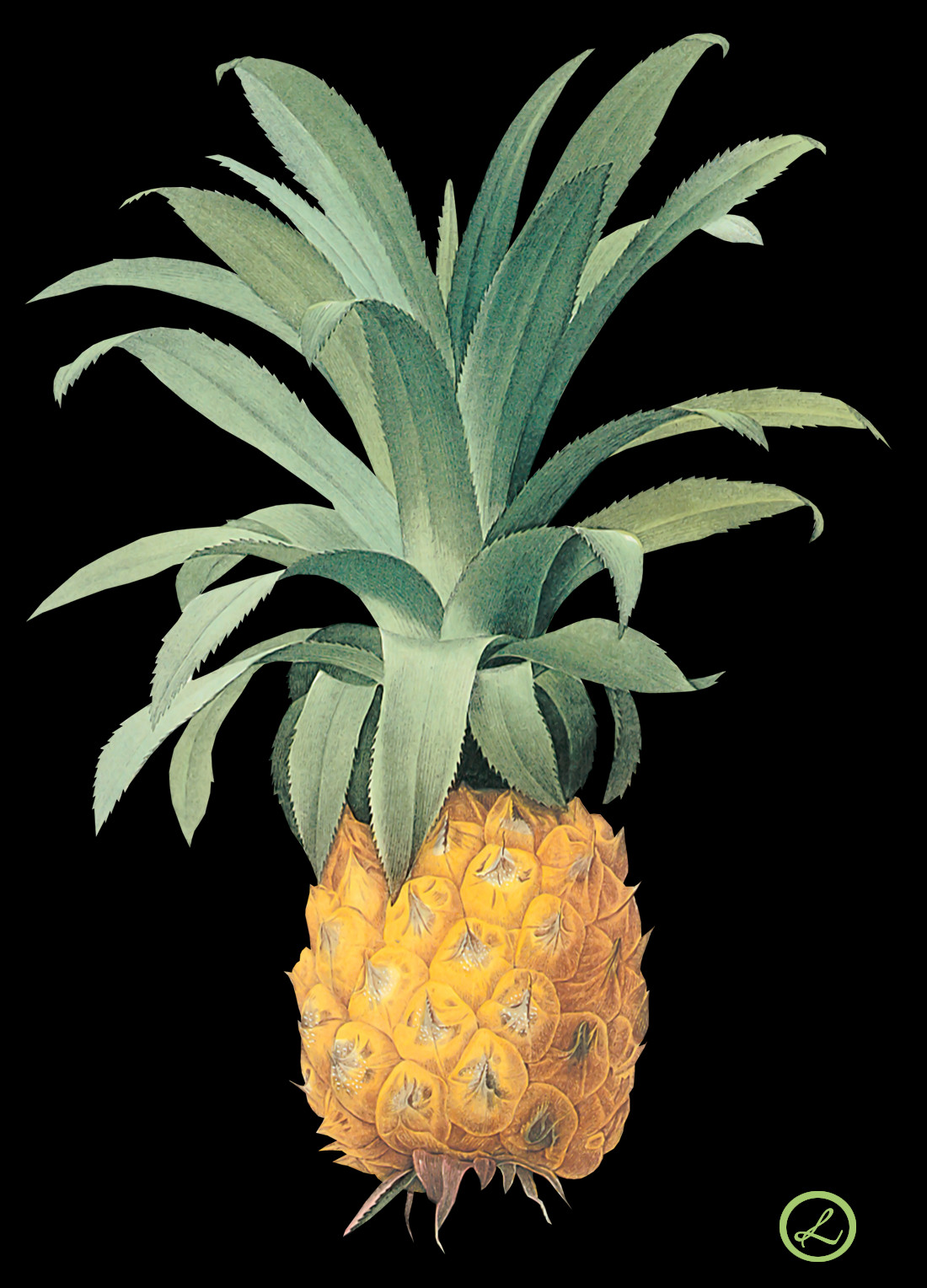 1100x1528 Pineapple, Plant, Fruit, Food HD PNG Download