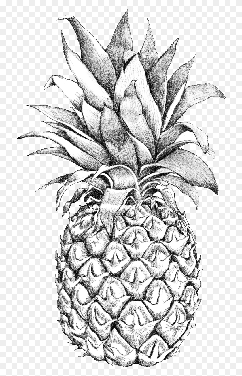 728x1245 Pineapple Drawing Transparent Background Drawing Of Detailed Pineapple, Plant, Fruit, Food HD PNG Download