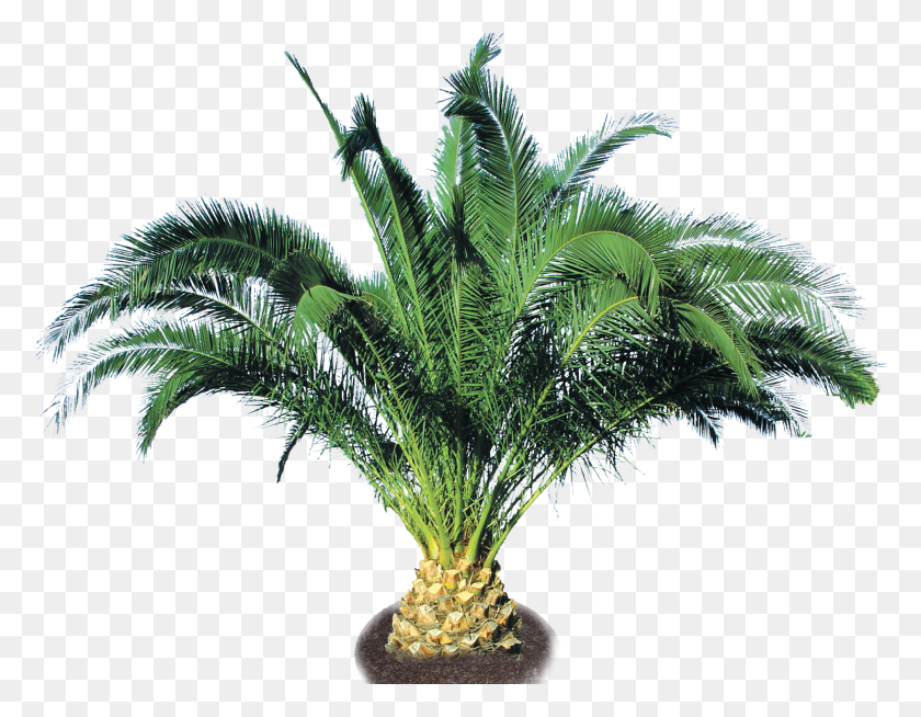 1939x1479 Pineapple Palm Small Palm Trees, Plant, Palm Tree, Tree HD PNG Download
