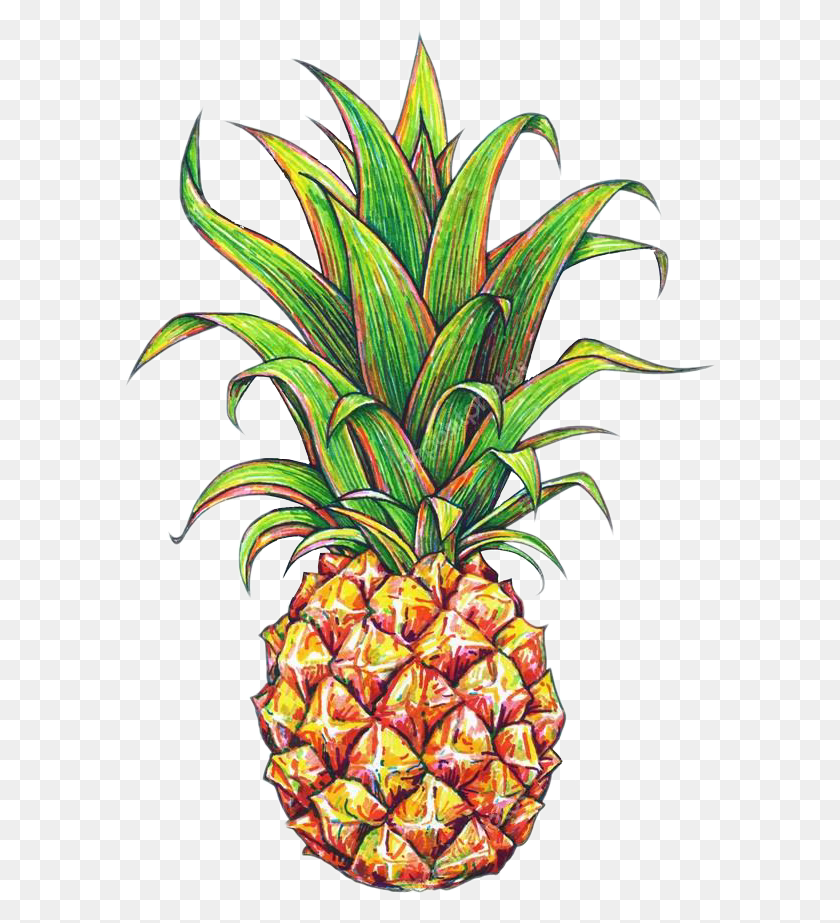 591x863 Pineapple Tumblr Pineapple Drawing, Plant, Fruit, Food HD PNG Download