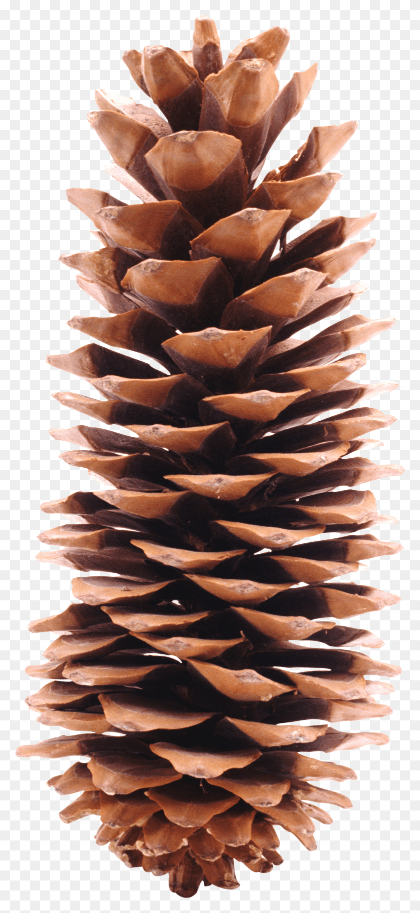 1327x3004 Pinecone HD PNG Download