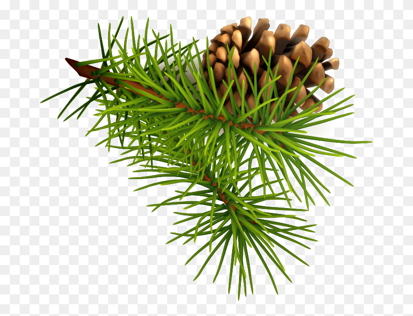 679x584 Pinecone Sticker Pine Family, Tree, Plant, Conifer HD PNG Download