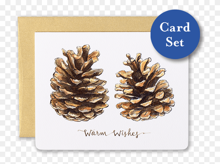 732x567 Pinecones Warm Wishes Card Set Of Dj Cam Loa Project, Tree, Plant, Conifer HD PNG Download