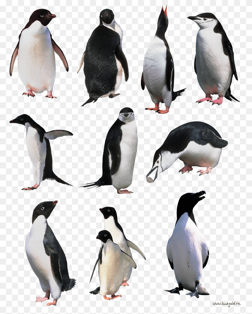 Pinguin, Animal, Bird, Penguin, Art PNG
