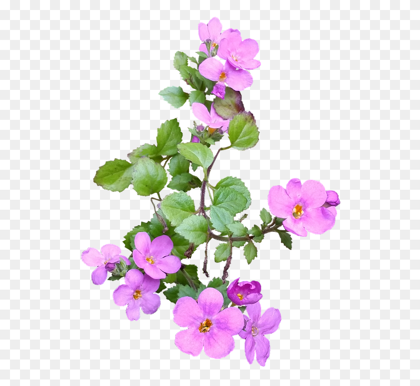 522x713 Розовый, Герань, Цветок, Растение Hd Png Скачать
