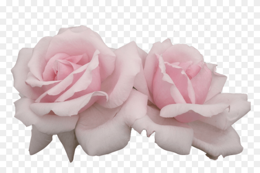 1311x840 Розовые Эстетические Цветы, Роза, Цветок, Растение Hd Png Скачать
