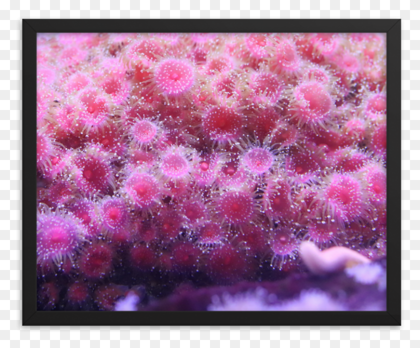 809x660 Pink Anemone Explosion On Photo Poster Paper And Framed Chrysanths, Sea, Outdoors, Water HD PNG Download