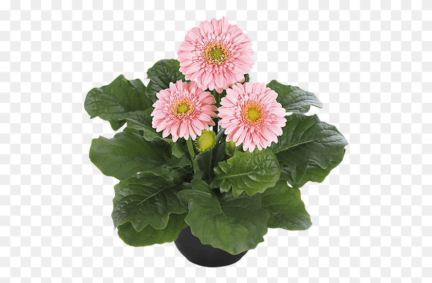 518x491 Pink Barberton Daisy, Plant, Dahlia, Flower HD PNG Download
