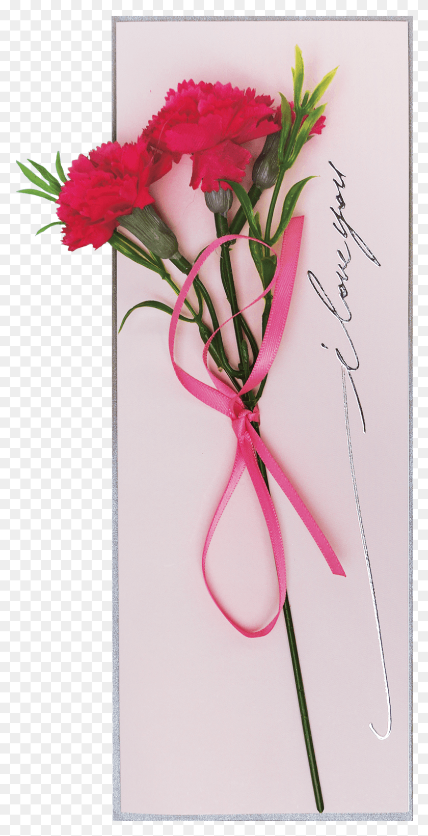 797x1617 Pink Carnation Carnation, Plant, Flower, Blossom HD PNG Download