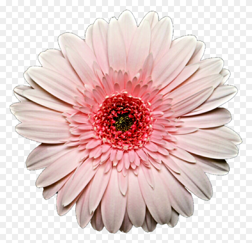 885x852 Pink Daisy, Plant, Flower, Blossom HD PNG Download