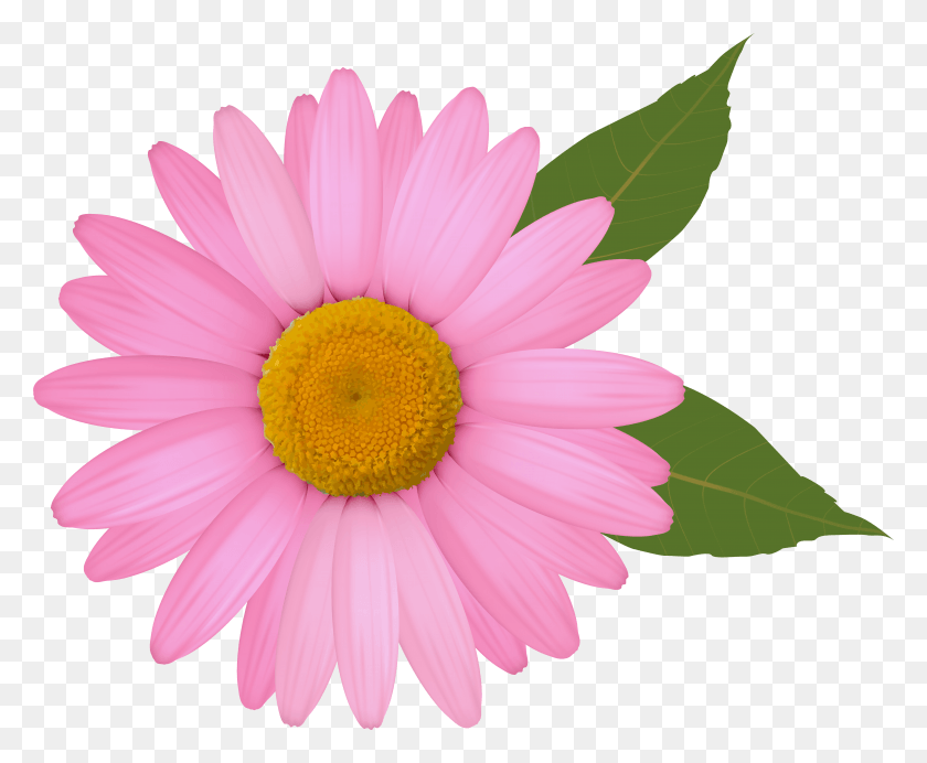 5793x4700 Pink Daisy Clipart Image Clip Art Pink Gerber Daisy, Plant, Flower, Blossom HD PNG Download